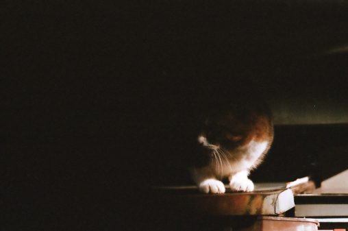 暗がりの猫 – Stray cat