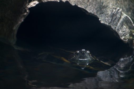 キバラガメ – Tortoise