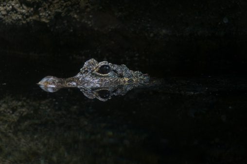 ヨウスコウワニ – Chinese alligator