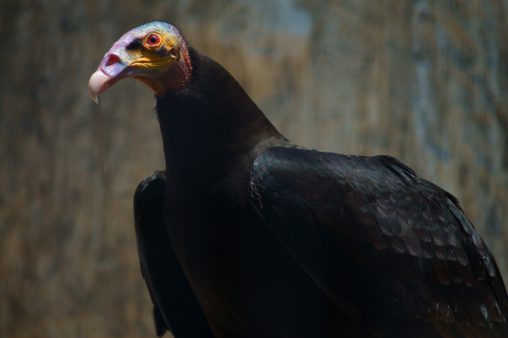 ヒメコンドル – Turkey vulture
