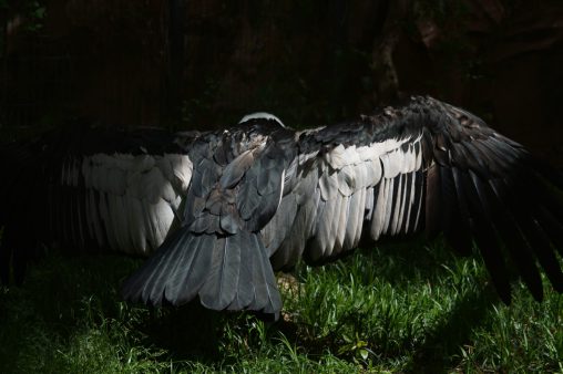 翼を広げるコンドル – Andean condor