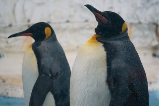 オウサマペンギン – King penguin