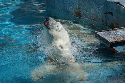 ホッキョクグマ – Polar bear