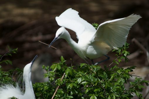 コサギ – Little egret