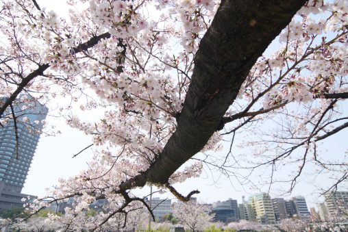 ソメイヨシノ / Sakura (Prunus × yedoensis)