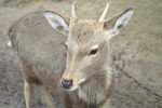角が生えかけの鹿 – Sika deer