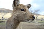 若草山の鹿 – Sika deer