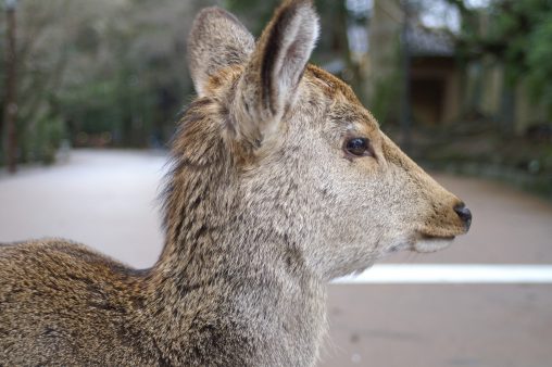鹿 – Sika deer