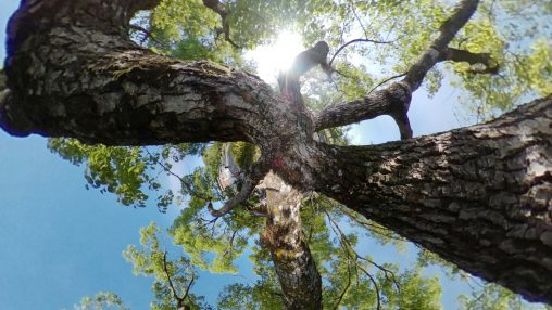 放散する木 – Tree branch