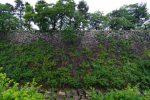 名古屋城本丸石垣 – Stone wall of Nagoya castle