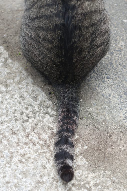 尾 – Cat’s tail