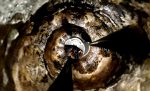 アンモナイトの裏返し – Ammonite