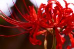 彼岸花 – Lycoris radiata