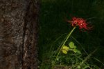 彼岸花一輪 – Lycoris radiata