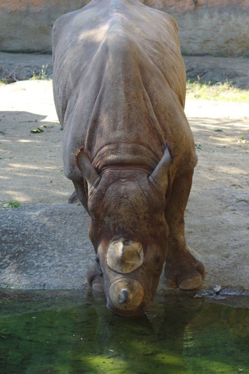水飲むヒガシクロサイ – Black rhinoceros