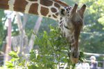 食べるアミメキリン – Reticulated giraffe