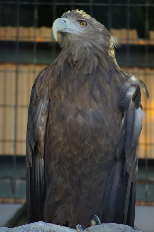 オジロワシ – White-tailed eagle