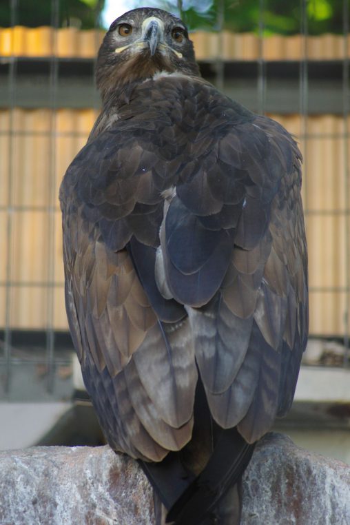 ソウゲンワシ – Steppe eagle