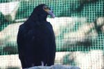 キガシラコンドル – Lesser yellow-headed vulture