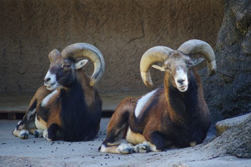 ムフロン(ゆる顔) – Mouflon