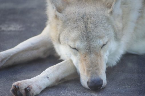 チュウゴクオオカミ – Chinese wolf