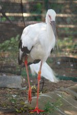 ニホンコウノトリ – Oriental stork