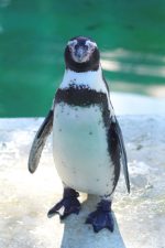 フンボルトペンギン – Humboldt penguin