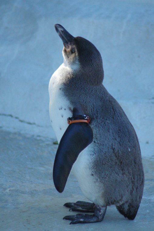 若いフンボルトペンギン – Young Humboldt penguin