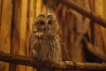 フクロウ – Ural owl
