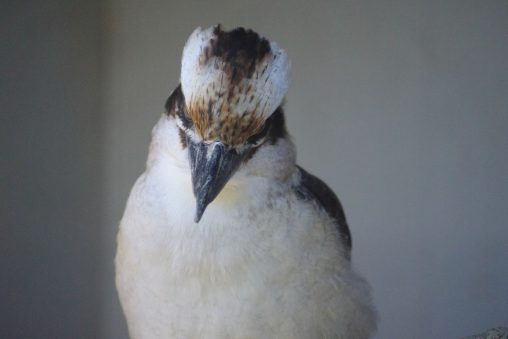 凄むワライカワセミ – Laughing kookaburra