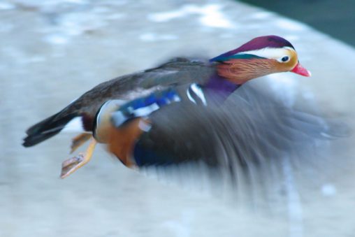 飛び立つオシドリ – Mandarin duck