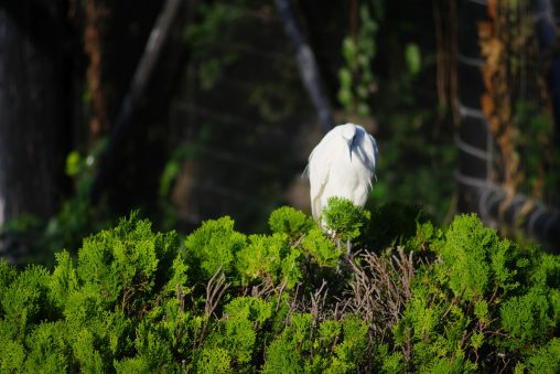 樹上のコサギ – Little egret