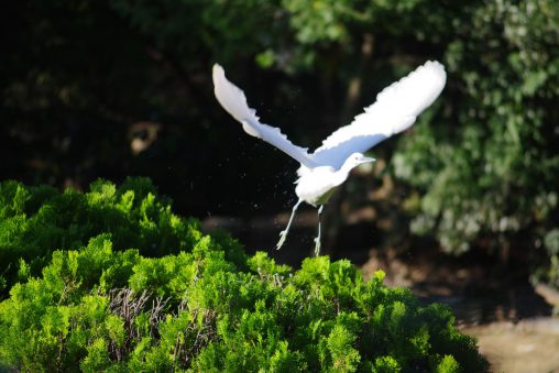 飛び立つコサギ – Little egret
