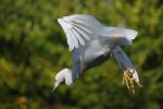 滑空するコサギ – Little egret