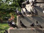 鳩軍団 – Corps of Pigeons