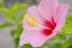 ブッソウゲ – Chinese hibiscus