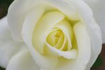 白バラ – White Rose
