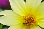 ダリアに蜂 – Bee on a Dahlia flower