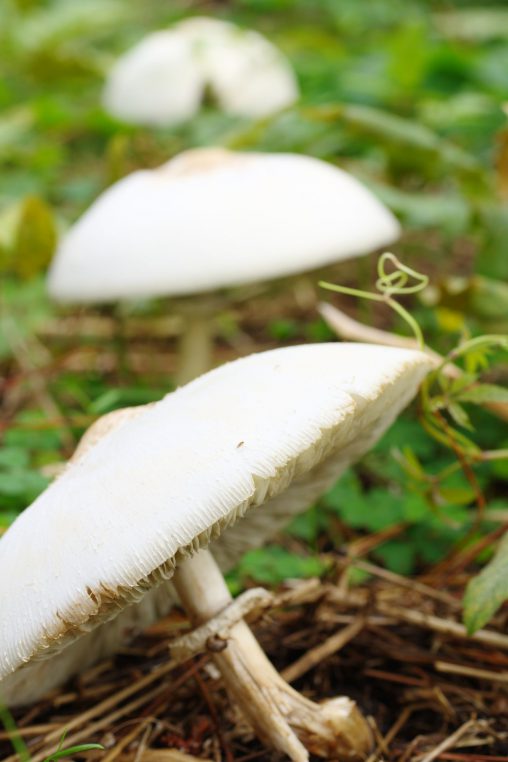 オオシロカラカサタケ – Parasol mushroom