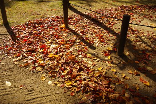 落ち葉流れ – Autumn Leaves and Shadow