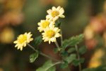 菊の花 – Chrysanthemum