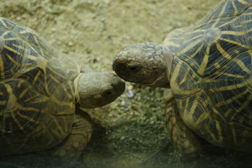 密談するインドホシガメ – Indian starred tortoise