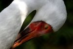 ソデグロヅル – Siberian crane