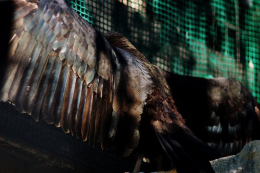広がるキガシラコンドル – Lesser Yellow-headed Vulture