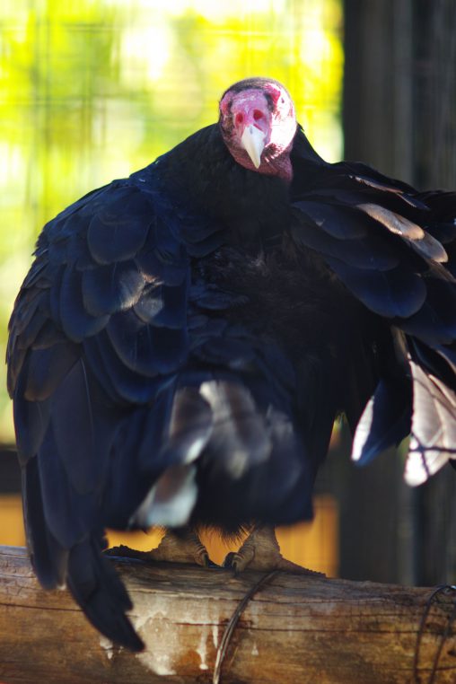ヒメコンドル – Turkey Vulture
