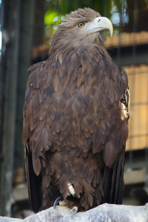 オジロワシ – White-tailed Eagle