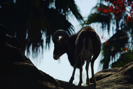 崖上のムフロン – Mouflon