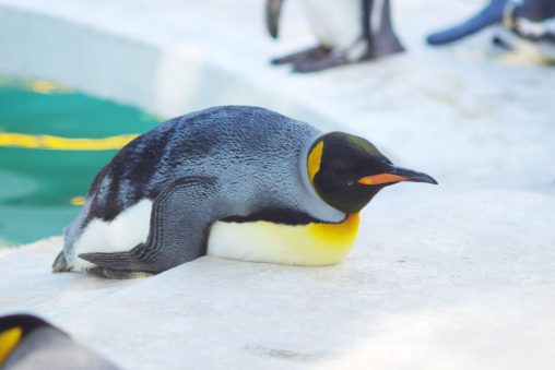 寝そべりオウサマペンギン – King Penguin
