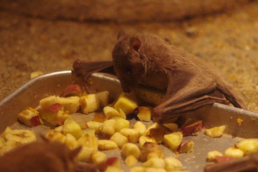 エジプトフルーツコウモリ – Egyptian Fruit Bat