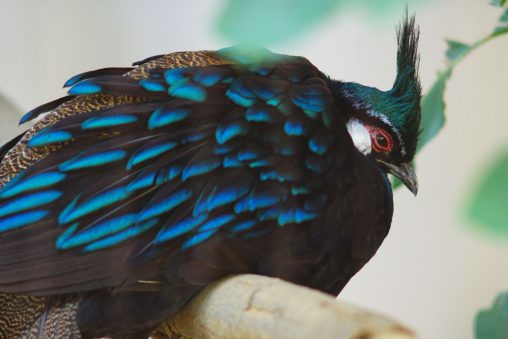 パワランコクジャク – Napoleon’s Peacock-Pheasant
